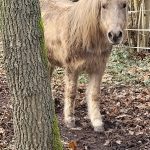 Pony
