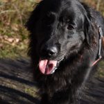 Hund