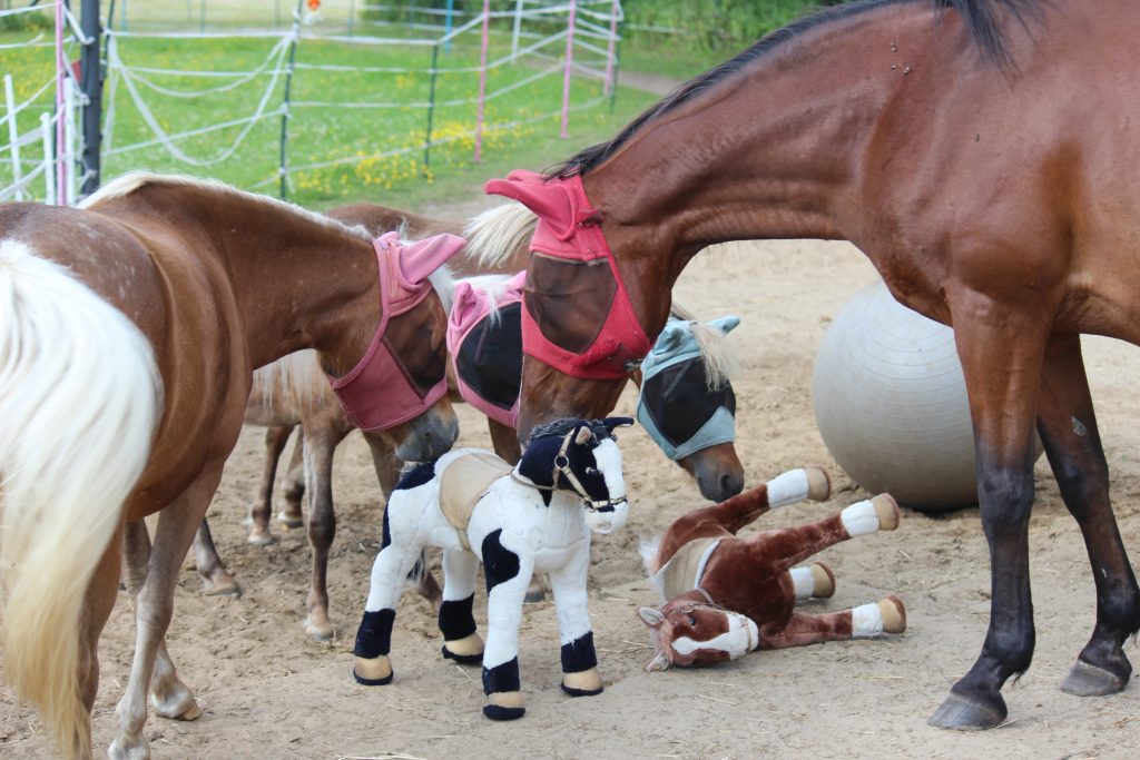 Kindergeburtstage mit Ponys