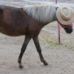 Süsses Pony mit Hut